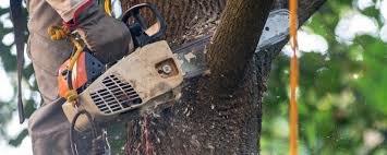 Best Tree Cabling and Bracing  in Golden Triangle, NJ