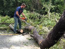 Best Stump Grinding and Removal  in Golden Triangle, NJ
