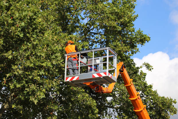 Best Tree Disease Treatment  in Golden Triangle, NJ