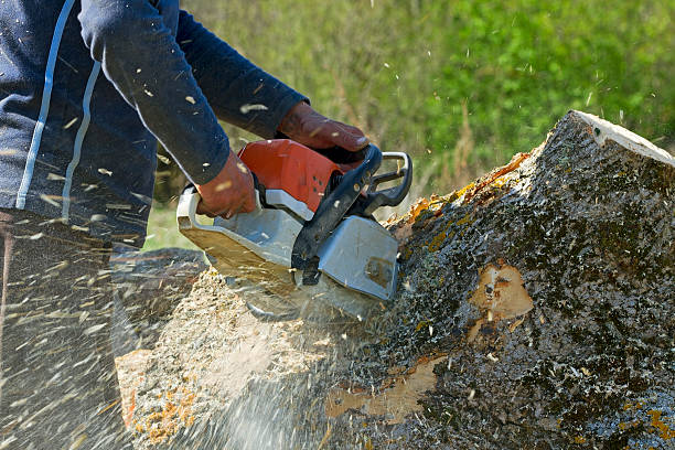 Trusted Golden Triangle, NJ Tree Removal Experts