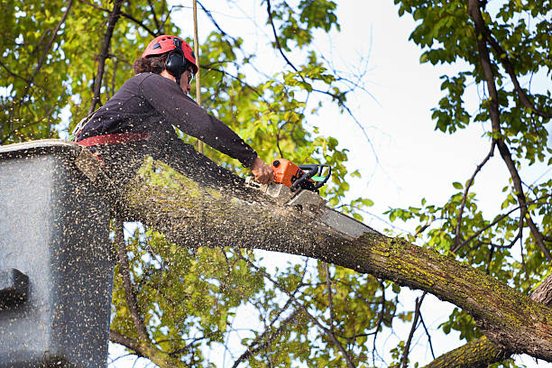 Best Leaf Removal  in Golden Triangle, NJ